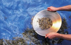 panning_for_gold